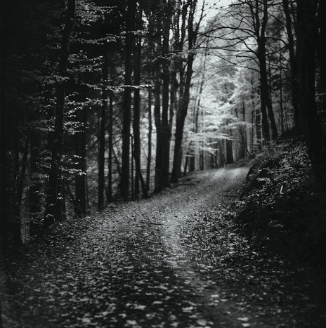 Camino con arboles en abundancia