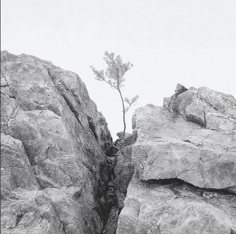 Arbol creciendo entre 2 grandes rocas