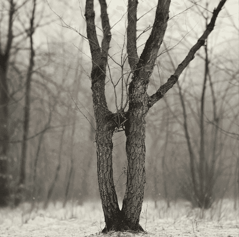 Arbol casi seco